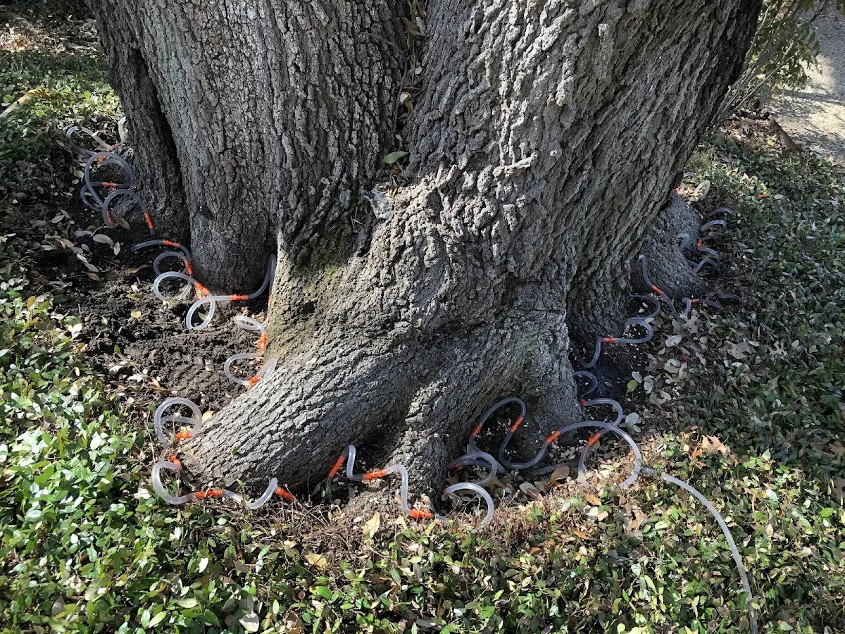 Detailed Tree Cabling and Bracing job site in Viper